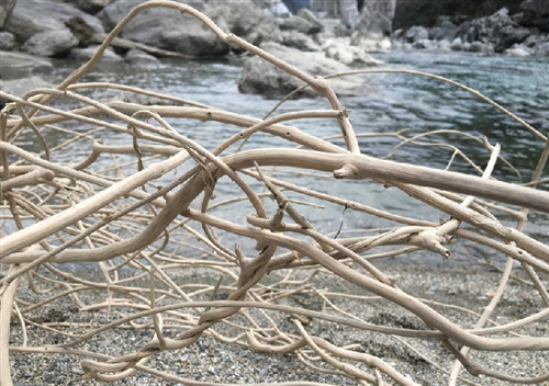 令和初のクワガタ狩り