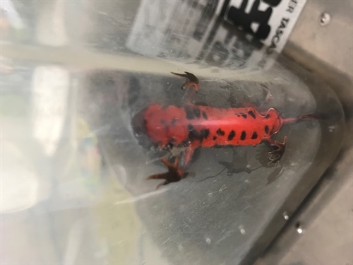 天然イモリを捕まえに行ってきました