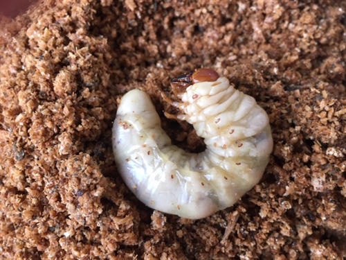 新潟オオクワガタプレゼントについて