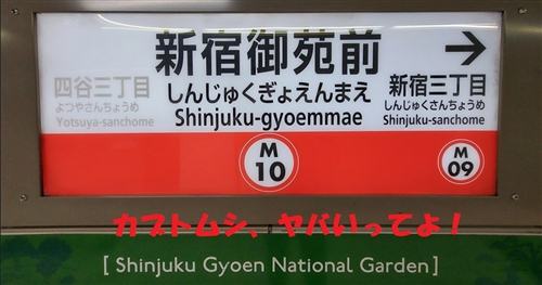 新宿御苑でのカブトムシ大量発生について