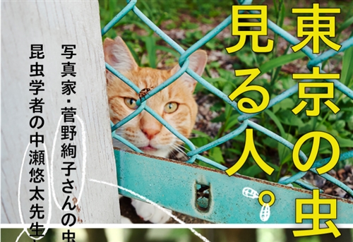 明治神宮のカブトムシとクワガタ