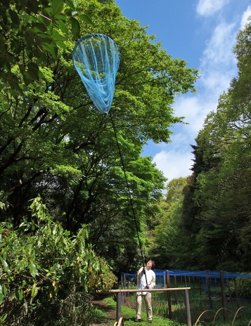 明治神宮のカブトムシとクワガタ