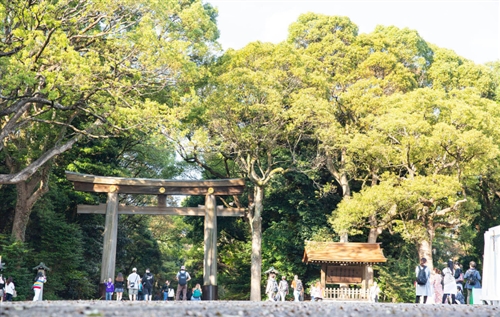 明治神宮のカブトムシとクワガタ