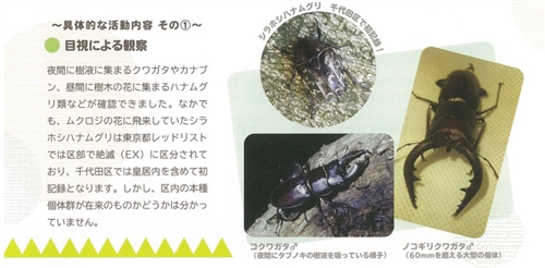 皇居のカブトムシ・クワガタ採集結果