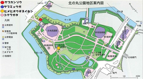 皇居のカブトムシとクワガタは?