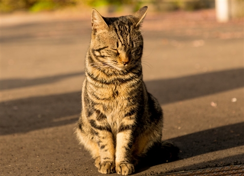 東京都立川市の矢川緑地でカブトムシ採集