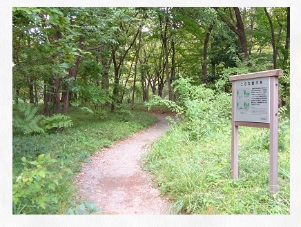 皇居のカブトムシとクワガタは?