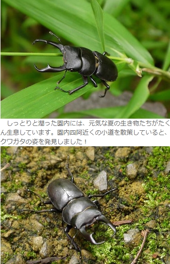 皇居のカブトムシとクワガタは?