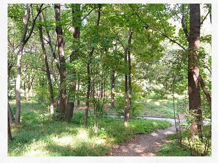 皇居のカブトムシとクワガタは?