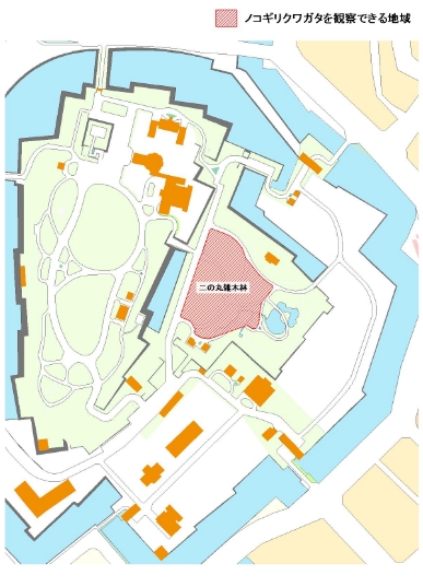 皇居のカブトムシとクワガタは?