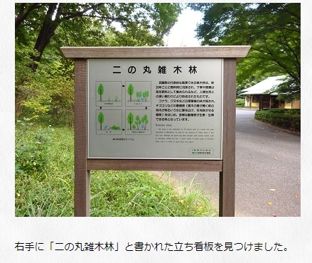 皇居のカブトムシとクワガタは?