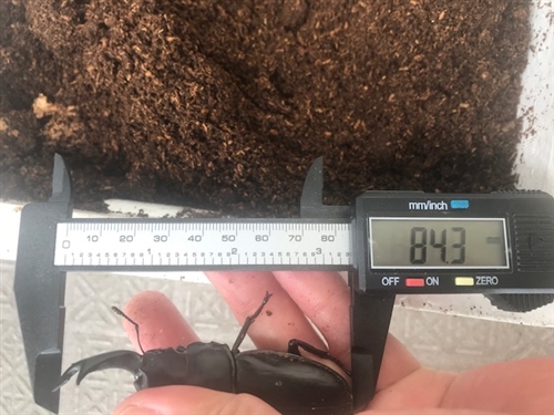 クワガタマットのおすすめは?