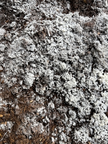 神奈川県のカブトムシスポットに行ってきました