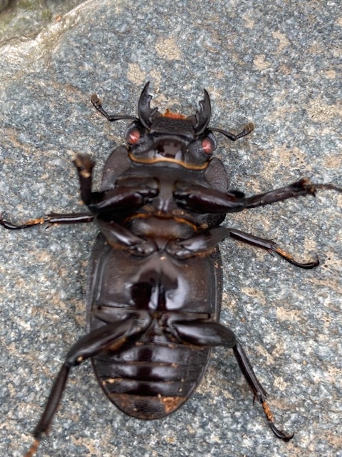 神奈川県の陣ケ下渓谷でカブトムシ・クワガタ採集