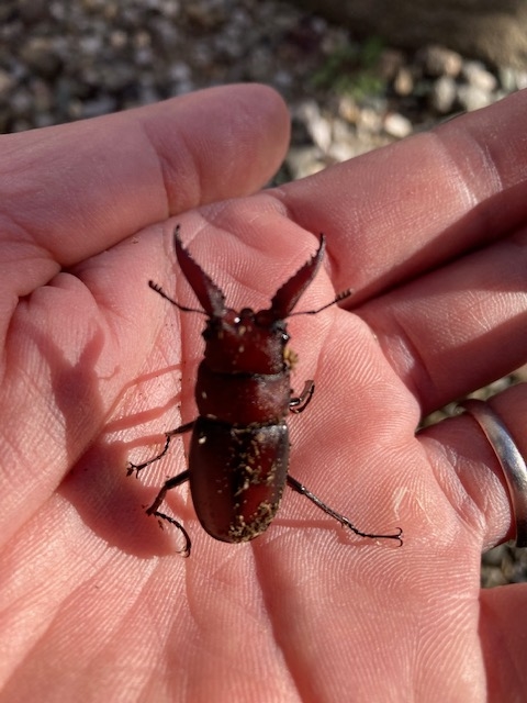 神奈川県 丹沢湖でミヤマクワガタとカブトムシ採集