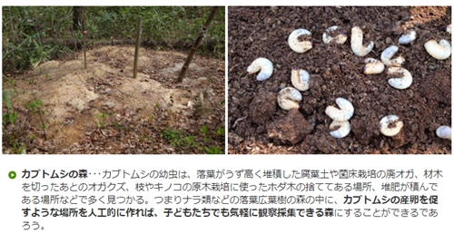 秋田県の森林学習交流館プラザクリプトンでカブトムシ・クワガタ採集