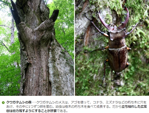 秋田県の森林学習交流館プラザクリプトンでカブトムシ・クワガタ採集