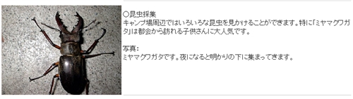 ミヤマクワガタ・カブトムシ採集 埼玉