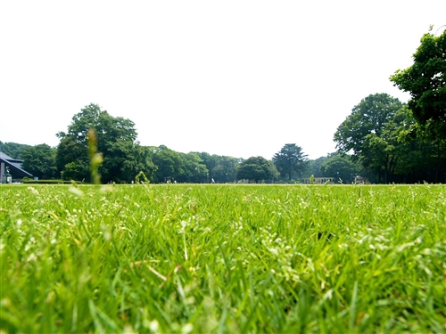 群馬の森でカブトムシ採集&クワガタ採集