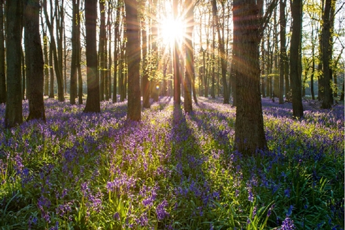 赤城山のオオクワガタ?逃げられた〜