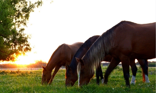 赤城山のヒメオオクワガタ