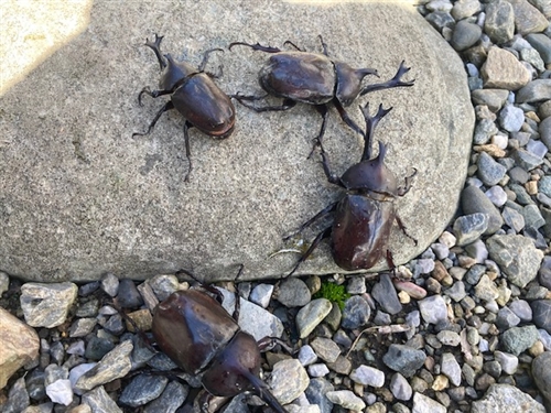 自由研究の書き方・まとめ方 小学生カブトムシ