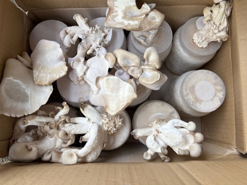 菌糸瓶のキノコは食べられるのか?クワガタだよ!