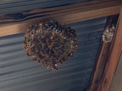 蜂の巣駆除を自分で!ダミーハチの巣がいいらしい