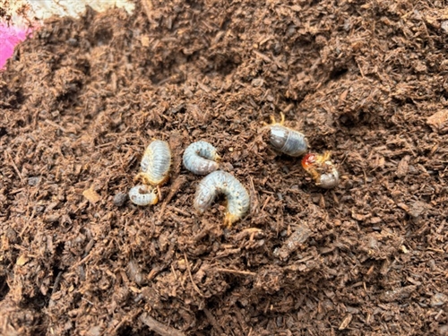 里親牧場に新しい仲間が増えました【カブトムシReユース】