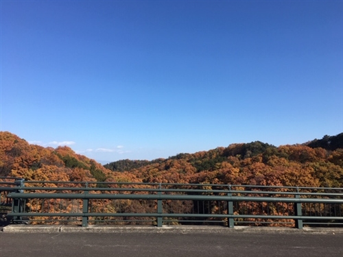 秋のオオクワガタ採集