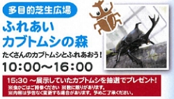 徳島県のカブトムシ、クワガタ採集ポイント
